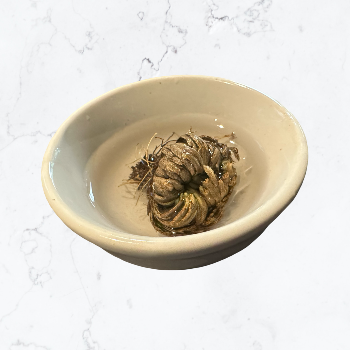 Rose of Jericho plant aka The Resurrection Plant - Enchant & Delight