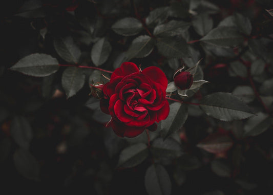 Rose of Jericho - Enchant & Delight