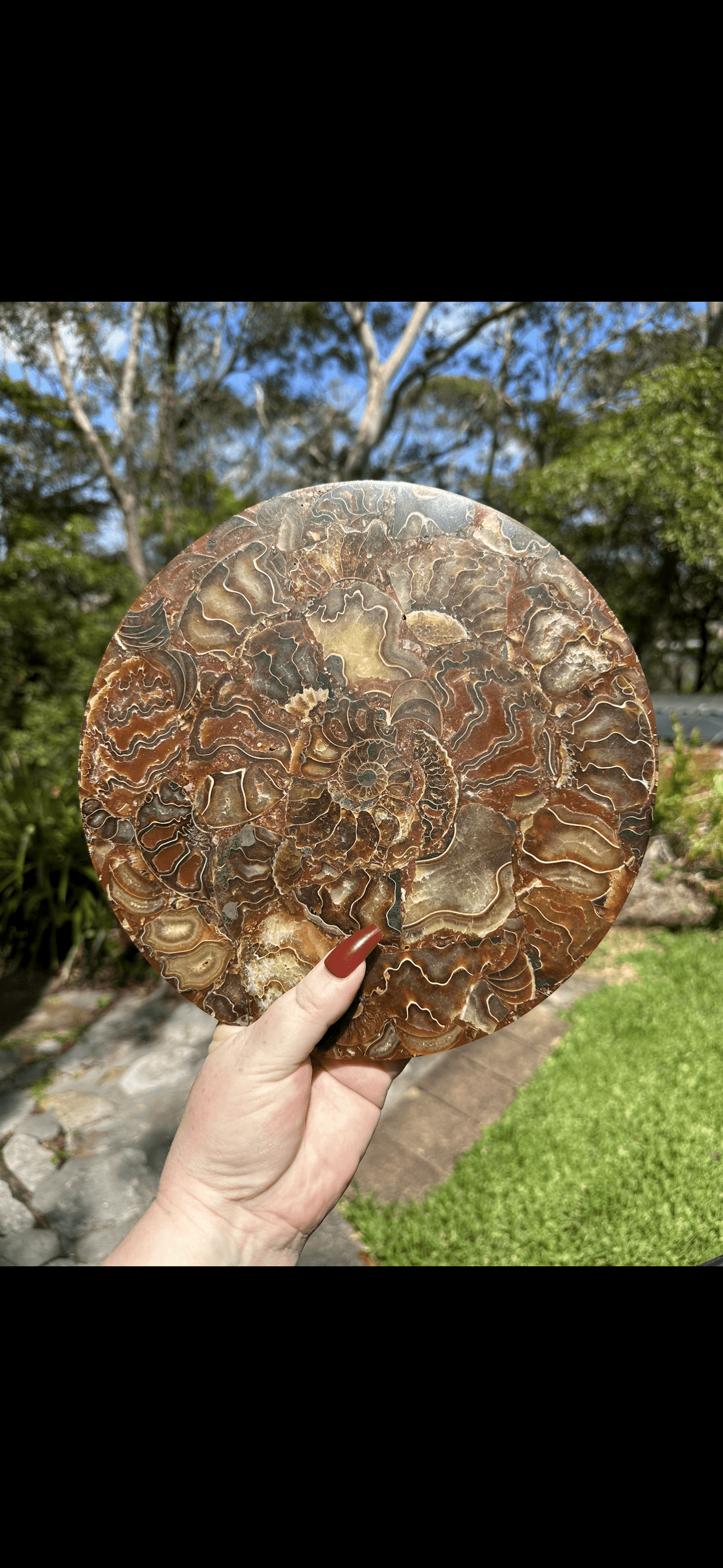 Ammonite with stand - Enchant & Delight