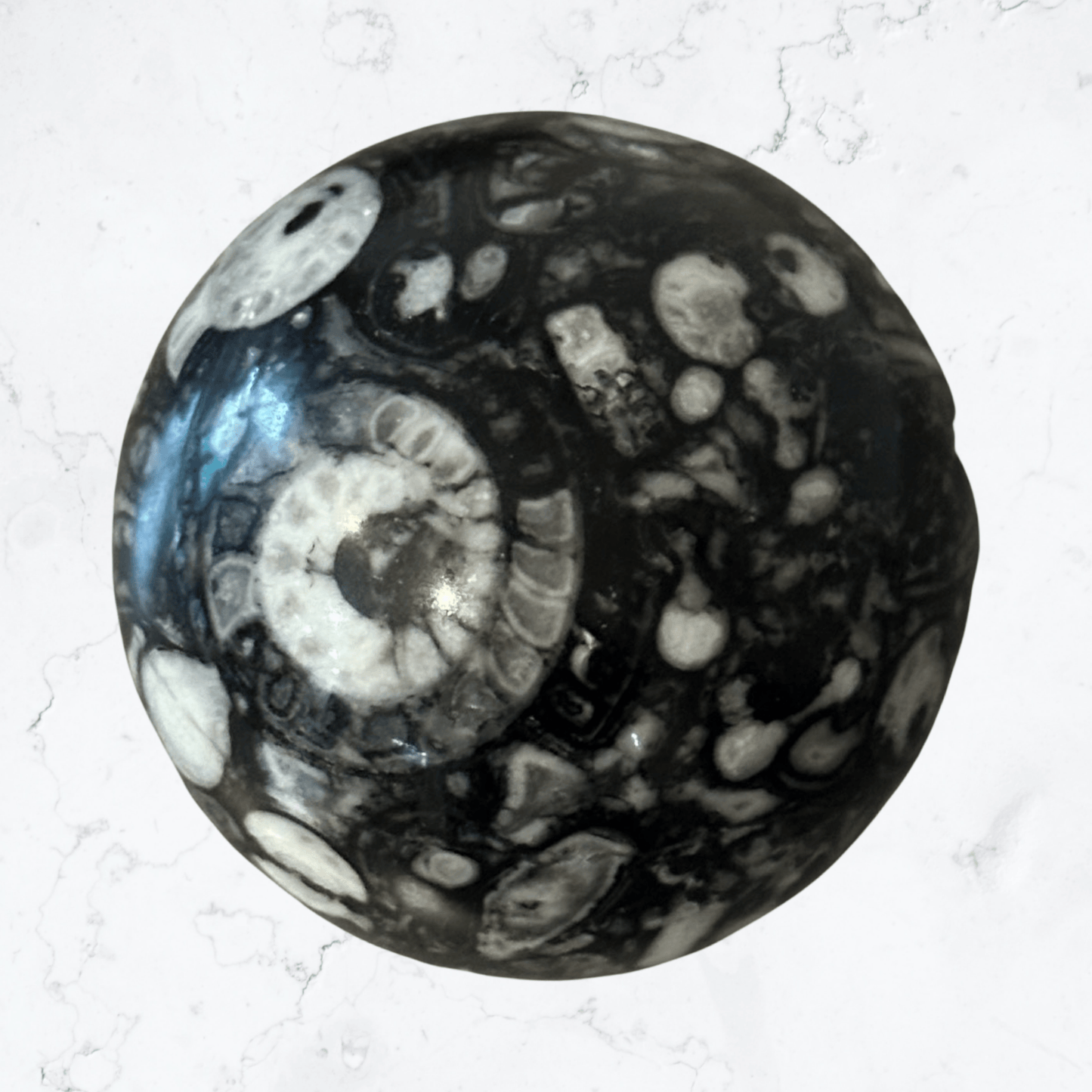 Moroccan Ammonite Sphere - Enchant & Delight