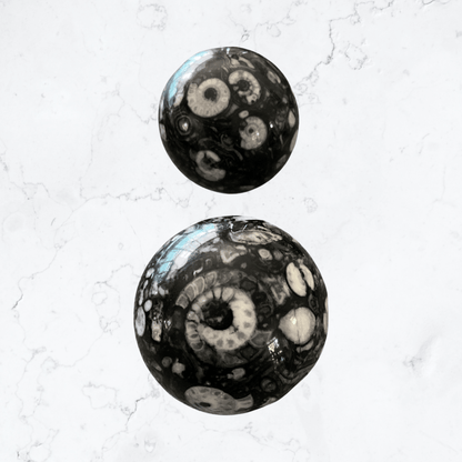 Moroccan Ammonite Sphere - Enchant & Delight