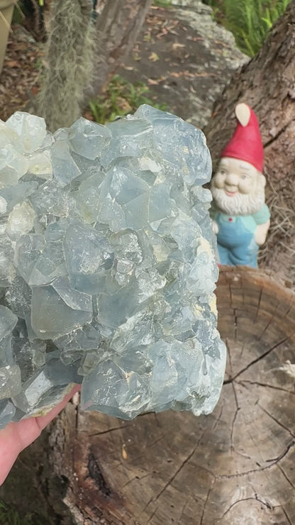 Blue Celestite Cluster 1.58kg – Peace, Angelic Energy & Divine Calm