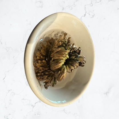 Rose of Jericho plant aka The Resurrection Plant - Enchant & Delight