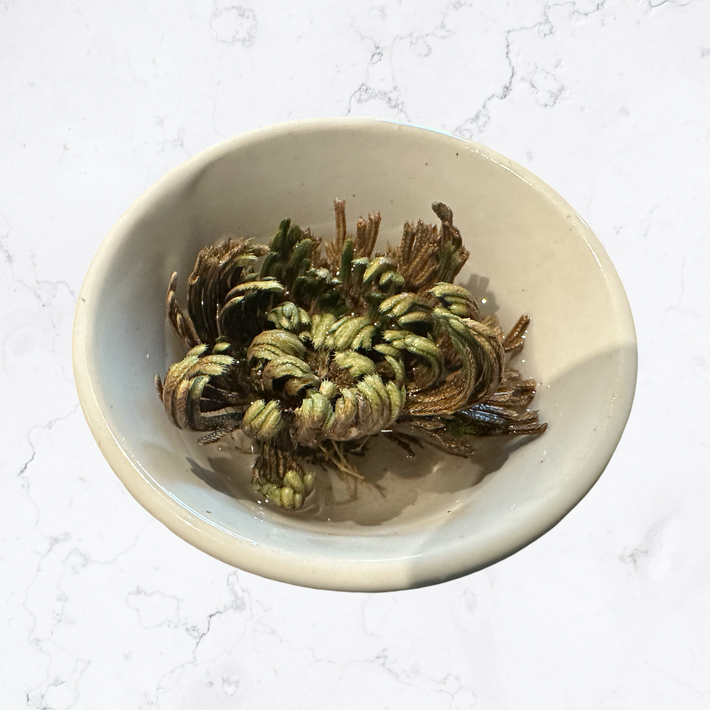 Rose of Jericho plant aka The Resurrection Plant - Enchant & Delight